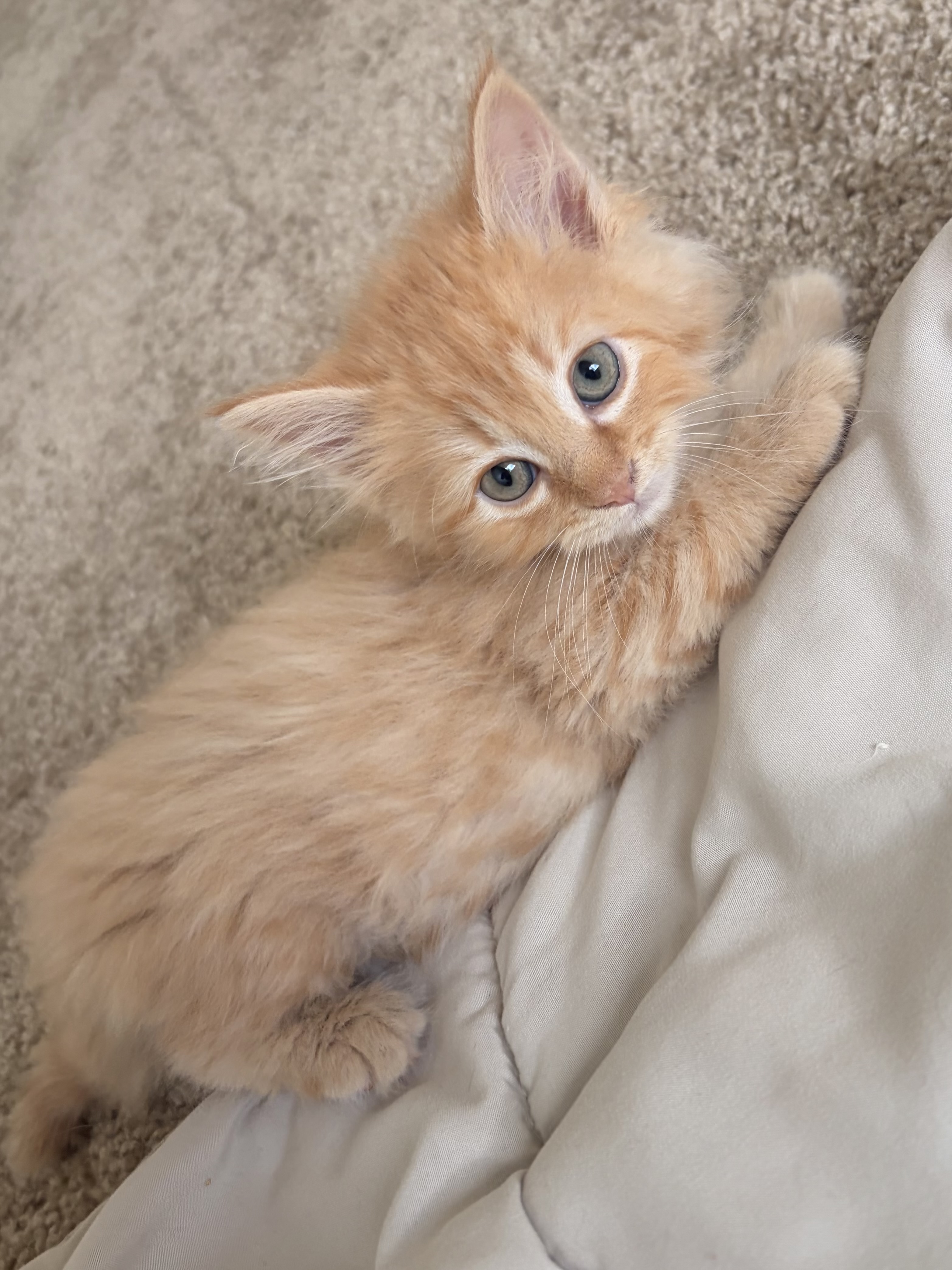 Picture of the Animal Listed